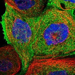 ENKD1 Antibody, Novus Biologicals 0.1mL; Unlabeled:Antibodies, Polyclonal
